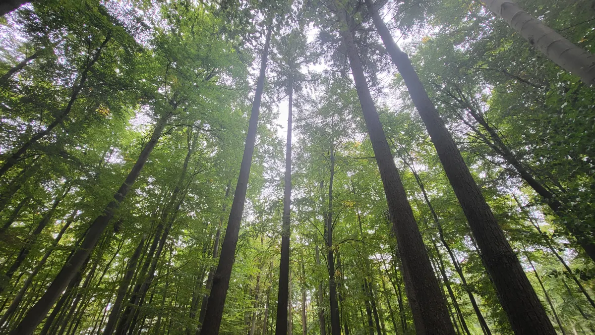 grünes Gras und braune Bäume