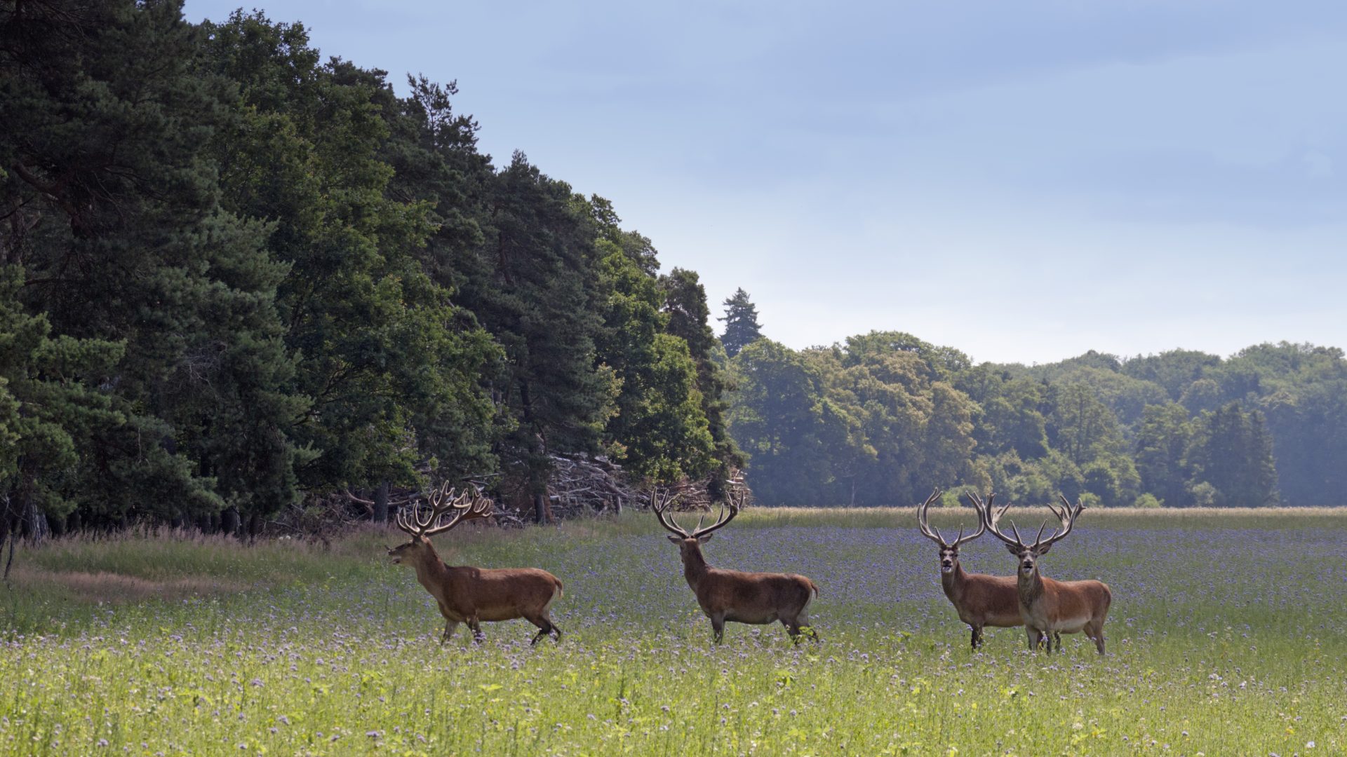 Mättig Immobiliengesellschaft mbH - Land, Jagd, Forst