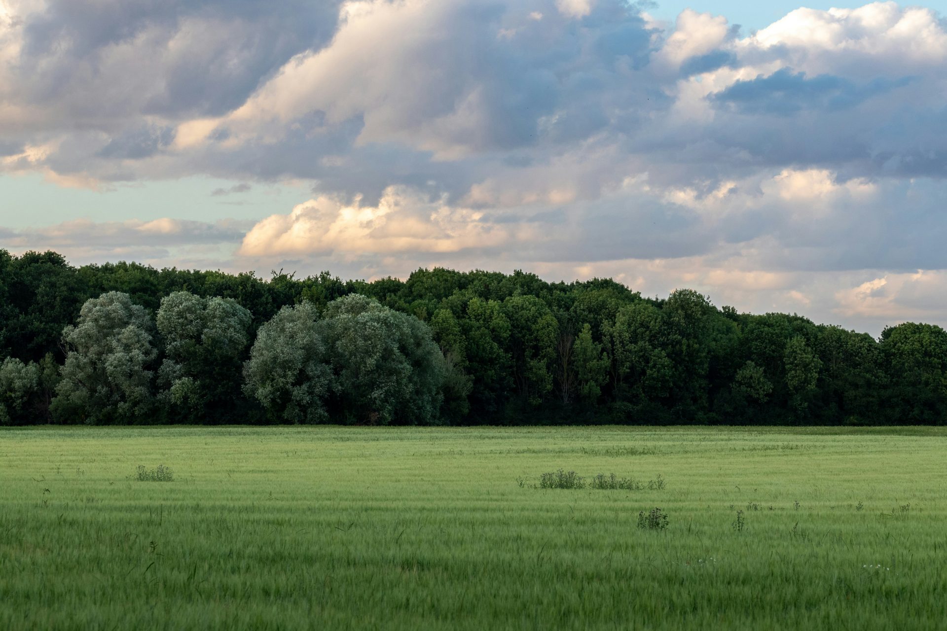 grüne Wiese mit grünen Bäumen unter weißen Wolken und blauem Himmel am Tag